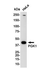 PGK1 Antibody in Western Blot (WB)