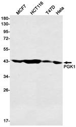 PGK1 Antibody in Western Blot (WB)