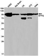 SFPQ Antibody in Western Blot (WB)
