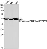 CYP17A1 Antibody in Western Blot (WB)