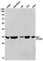 OTUB1 Recombinant Rabbit Monoclonal Antibody (K01_1W13)