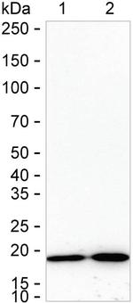 Cyclophilin F Antibody in Western Blot (WB)