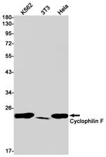 Cyclophilin F Antibody in Western Blot (WB)