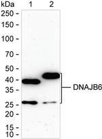 DNAJB6 Antibody in Western Blot (WB)