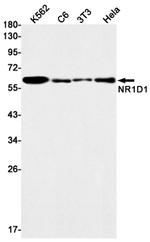 NR1D1 Antibody in Western Blot (WB)