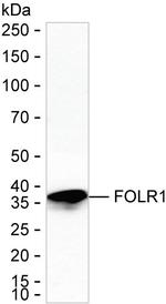 Folate Receptor alpha Antibody in Western Blot (WB)