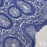 SP1 Antibody in Immunohistochemistry (Paraffin) (IHC (P))