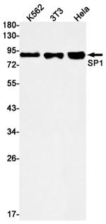 SP1 Antibody in Western Blot (WB)