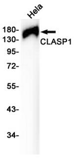 CLASP1 Antibody in Western Blot (WB)