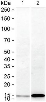 NDUFC2 Antibody in Western Blot (WB)