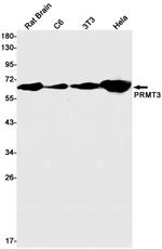 PRMT3 Antibody in Western Blot (WB)