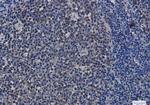 HSP90 Antibody in Immunohistochemistry (Paraffin) (IHC (P))