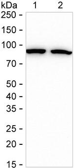 HSP90 Antibody in Western Blot (WB)