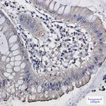 DISC1 Antibody in Immunohistochemistry (Paraffin) (IHC (P))