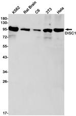 DISC1 Antibody in Western Blot (WB)