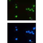 LEF1 Antibody in Immunocytochemistry (ICC/IF)
