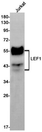 LEF1 Antibody in Western Blot (WB)