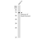 BAG4 Recombinant Rabbit Monoclonal Antibody (K01_1Y38)