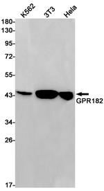 GPR182 Recombinant Rabbit Monoclonal Antibody (K01_1R92)