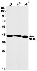 Nodal Recombinant Rabbit Monoclonal Antibody (K01_1U83)