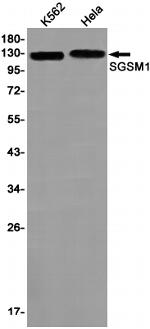 SGSM1 Antibody in Western Blot (WB)