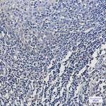 MTCO2 Recombinant Rabbit Monoclonal Antibody (K01_1U16)