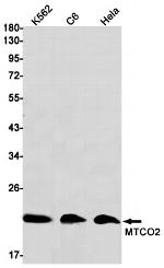MTCO2 Antibody in Western Blot (WB)