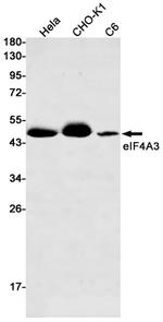 eIF4A3 Antibody in Western Blot (WB)
