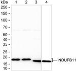 NDUFB11 Antibody in Western Blot (WB)