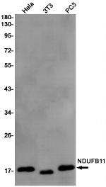 NDUFB11 Antibody in Western Blot (WB)