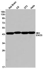 ENO3 Antibody in Western Blot (WB)
