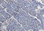 Phospho-MSK1 (Ser376) Antibody in Immunohistochemistry (Paraffin) (IHC (P))