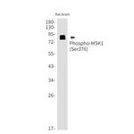 Phospho-MSK1 (Ser376) Antibody in Western Blot (WB)