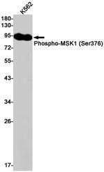 Phospho-MSK1 (Ser376) Antibody in Western Blot (WB)