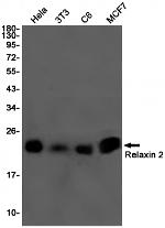 Relaxin 2 Antibody in Western Blot (WB)