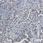 SCD Antibody in Immunohistochemistry (Paraffin) (IHC (P))