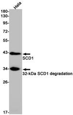 SCD Antibody in Western Blot (WB)