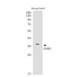 GNB3 Antibody in Western Blot (WB)