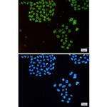 Emerin Recombinant Rabbit Monoclonal Antibody (K01_1Q77)