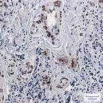 Emerin Antibody in Immunohistochemistry (Paraffin) (IHC (P))
