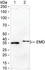 Emerin Antibody in Western Blot (WB)