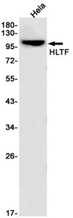 HLTF Antibody in Western Blot (WB)