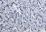 CDK9 Antibody in Immunohistochemistry (Paraffin) (IHC (P))