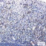 SHP-1 Recombinant Rabbit Monoclonal Antibody (K01_1Y36)