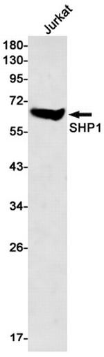 SHP-1 Antibody in Western Blot (WB)