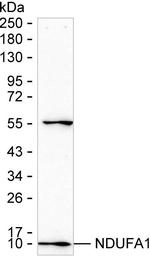 NDUFA1 Antibody in Western Blot (WB)