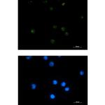 GINS1 Recombinant Rabbit Monoclonal Antibody (K01_1X25)