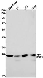 GINS1 Antibody in Western Blot (WB)
