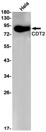 DTL Antibody in Western Blot (WB)