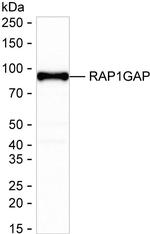 RAP1GAP Antibody in Western Blot (WB)
